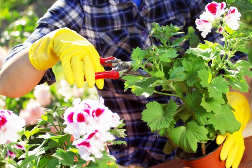 A gardener wearing yellow gloves and a checked shirt is using red pruning shears to trim the green foliage of a potted flowering plant, which features white and pink blossoms. The plant is placed outdoors in a garden setting, with a background of lush greenery and natural sunlight illuminating the scene. The garden area includes well-maintained flower beds and may be part of a landscaped backyard or front garden space, aligning with typical outdoor gardening services provided by Landscapers Plaistow in the Plaistow area. This scene highlights the focused maintenance of plants and the care involved in outdoor landscape upkeep, supporting local gardening and landscaping efforts in the area.