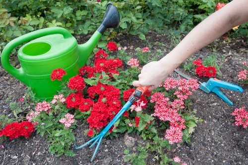 Professional tree lopping service in Plaistow