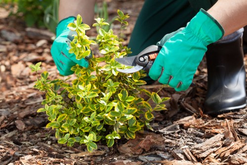A gardener wearing bright green gloves is pruning a small, dense shrub with variegated green and yellow leaves in a landscaped garden. The shrub is situated on a soil bed covered with wood mulch, which contrasts with the lush, well-maintained grass visible in the background. The garden features a tidy arrangement of plants, with the shrub positioned towards the front and other greenery, including small trees and flower beds, in the distance. The scene is outdoors under natural daylight, suggesting a clear weather day, and the environment is characteristic of a neat, professionally maintained garden space typical of landscaping service areas such as Plaistow. The gardener's tool, a pair of pruning shears, is visible as they carefully shape the shrub, supporting the gardening and outdoor maintenance themes relevant to Landscapers Plaistow's services.