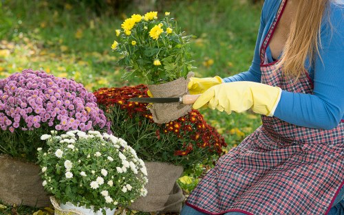 Lush garden featuring native plants in Plaistow