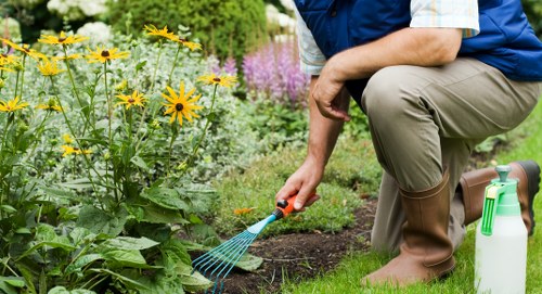 The image shows a person kneeling on a well-maintained grassy lawn within a landscaped garden, with a focus on a vibrant flower bed in front. The flower bed contains tall, yellow daisy-like flowers, possibly black-eyed Susans, alongside some purple flowering plants, adding a splash of colour to the garden setting. The soil in the flower bed appears freshly turned, with dark, healthy earth visible. In the background, there are neatly trimmed hedges or shrubs that define the garden boundary, and additional flowering plants or bushes are seen further back, contributing to the lush, vibrant outdoor atmosphere. The person, dressed in outdoor gardening attire including tan waterproof boots, a blue shirt, and a vest, is using a small hand rake or garden tool to tend to the soil. A green garden spray bottle is placed on the grass nearby. The scene is lit by natural daylight, suggesting a clear, bright weather day, with an overall sense of careful maintenance and landscaping typical of a professional garden service in the Plaistow area, aligning with landscaping and gardening service themes provided by Landscapers Plaistow.