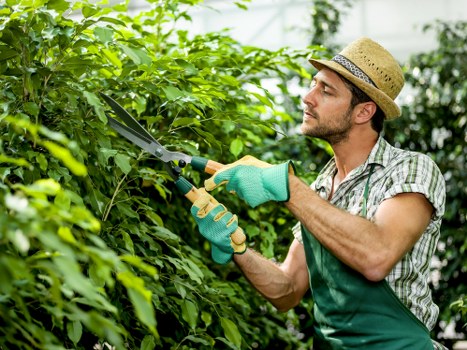 A man wearing a straw hat, checked shirt, teal gardening gloves, and a green apron is trimming dense green hedge foliage with pruning shears in a well-maintained front garden. The hedge, which forms a lush boundary along a paved pathway, exhibits healthy, vibrant leaves. Behind him, the garden features a neatly landscaped lawn area with evenly cut grass and a mix of shrubbery and small trees that provide a natural backdrop. The outdoor space appears well-kept, with soft natural light indicating a bright, sunny day, possibly in the late morning or early afternoon. This scene reflects professional gardening and outdoor maintenance, likely undertaken by local landscapers such as Landscapers Plaistow, supporting sustainable garden care and landscape management in the area near Plaistow or West Ham. The setting emphasizes the importance of maintaining neat, sustainable outdoor spaces, aligning with principles of eco-friendly gardening practices and garden recycling initiatives integral to local landscaping services.