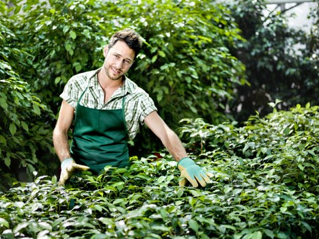 A young male gardener wearing a green apron and gloves is tending to a lush, dense shrubbery in a well-maintained garden. The garden features a neat lawn in the foreground with vibrant green grass, bordered by various hedges and leafy plants. In the background, tall trees and additional shrubbery create a verdant outdoor space, illuminated by natural daylight under partly cloudy skies. The gardener appears to be pruning or inspecting the plants, reflecting professional gardening practices typical of landscaping services in Plaistow. The scene demonstrates a landscaped garden area with a combination of grass, bushes, and mature trees, showcasing the natural tones and textures that contribute to outdoor aesthetic and greenery care. This setting highlights the kind of professional gardening and landscape maintenance that could be provided by Landscapers Plaistow, aligning with garden design and outdoor upkeep services in East London.