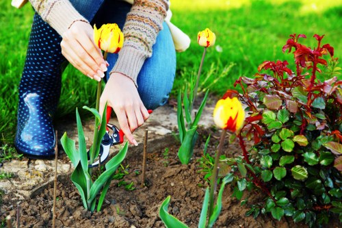 The image depicts a person gardening outdoors in a well-maintained garden, kneeling on the grass while planting yellow tulips with red markings into dark, moist soil. The garden features a lush, green lawn bordered by a flowering shrub with reddish-green foliage on the right side. In the background, there are additional grassy areas and possibly some low shrubs, although these are out of focus. The person is wearing a knitted, multicoloured sweater, jeans, and blue waterproof boots, suggesting a typical outdoor gardening activity. The scene is captured in natural daylight with clear weather, highlighting vibrant plant colours and fresh soil, indicating regular garden maintenance. This setting aligns with services provided by Landscapers Plaistow, supporting garden planting, lawn care, and landscape beautification in the local area near E14 postcode in Plaistow, London, emphasizing the importance of careful outdoor upkeep and plant care in residential gardens.
