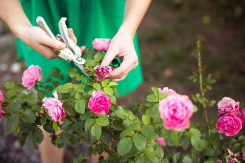 A person wearing a green apron is pruning pink flowering rose bushes in a well-maintained garden, using garden shears to carefully trim the plant. The garden features a neatly arranged flower bed with lush green foliage and blooming roses, situated on a soil surface with minimal mulch. In the background, there are other plants and a slightly blurred garden environment, suggesting a tidy outdoor space typical of residential gardens in Plaistow. Natural daylight illuminates the scene, highlighting the vibrant pink flowers and fresh green leaves, aligning with professional gardening and maintenance services offered by Landscapers Plaistow for garden design and shrub care in the local area.