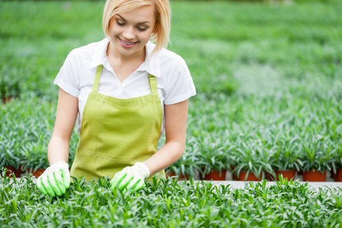 A young woman with short blonde hair, wearing a white shirt, a bright green apron, and green gardening gloves, is working in a well-maintained outdoor garden. She is tending to a lush, dense bed of small green seedlings, likely in a nursery or landscaped garden space. The foreground features a line of these seedlings, with vibrant green leaves contrasting against the dark soil. In the background, there are additional rows of similar plants, separated by narrow pathways, under an overcast sky that provides soft, natural lighting. The garden is organized with neat rows and appears to be part of professional landscaping or gardening service, with a healthy, thriving environment indicative of regular care. The scene subtly suggests local gardening services, such as those provided in Plaistow or nearby areas, with a focus on plant cultivation and outdoor maintenance, supporting a professional but natural garden setting.