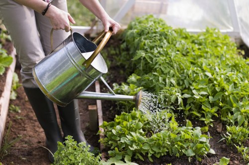 A gardener's hands are visible holding a metal watering can, watering lush green vegetable plants in a well-maintained garden bed. The garden features vibrant leafy greens, possibly lettuce, surrounded by rich, dark soil. In the background, there are more healthy, dense shrubs and plants, indicating active gardening or landscape maintenance typical of outdoor spaces in Plaistow. The scene is outdoors with natural light, highlighting the freshness and vitality of the plants. This image showcases meticulous garden care relevant to gardening services offered by Landscapers Plaistow, emphasizing garden planting, watering, and nurturing of vegetable patches within residential or community outdoor areas in the local area.